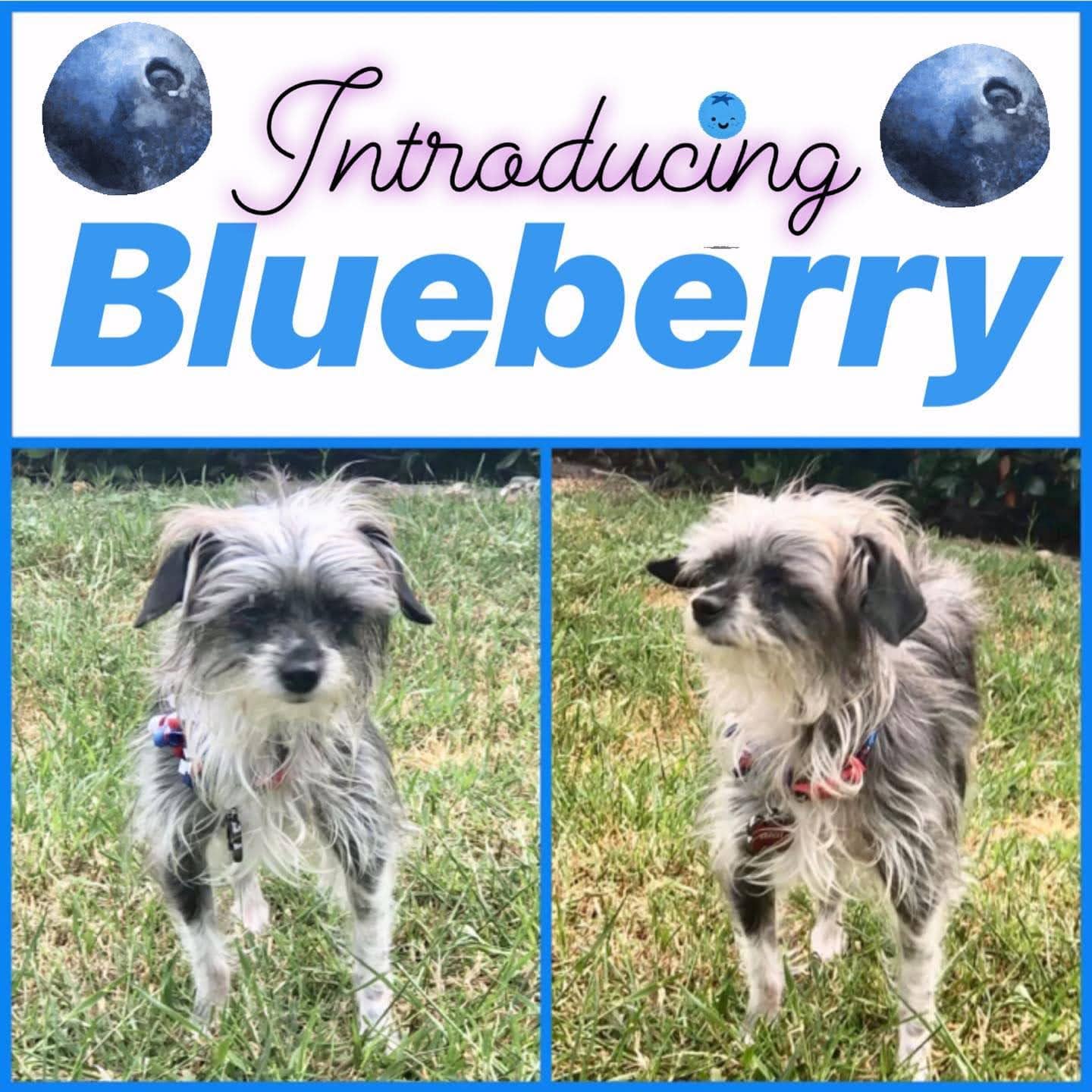 The One and Only Blueberry!